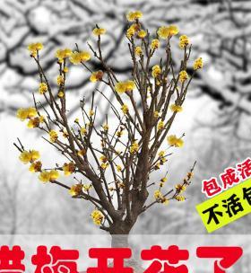 梅花如何安全度过冬天？冬季养护技巧有哪些？