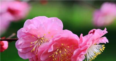 梅花修剪技巧有哪些？如何修剪才能让梅花更美观？