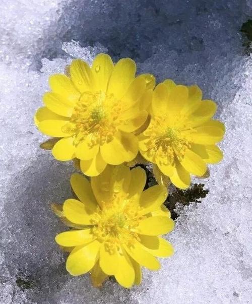 梅花修剪技巧有哪些？如何修剪才能让梅花更美观？