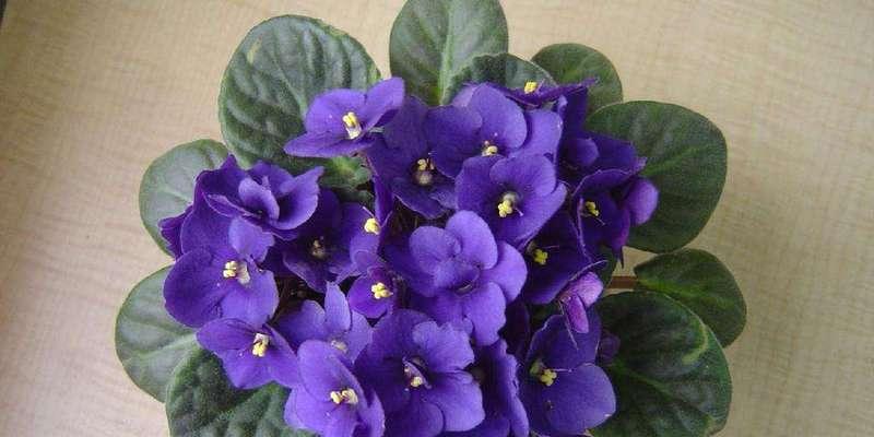 紫罗兰花语是什么意思？如何正确解读紫罗兰的花语含义？