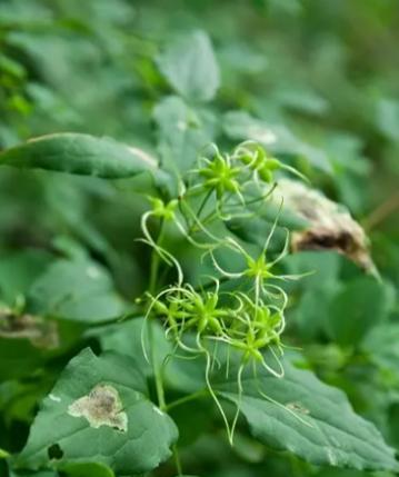 梅属于单子叶植物吗？梅的植物分类有哪些特点？