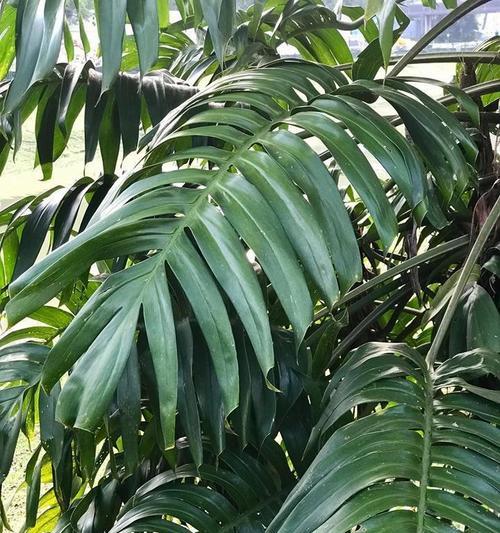 梅属于单子叶植物吗？梅的植物分类有哪些特点？