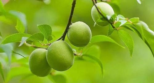 梅子什么时候成熟？哪个季节适合采摘梅子？