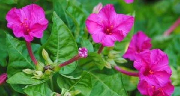 紫茉莉花语是什么意思？如何理解紫茉莉的花语含义？