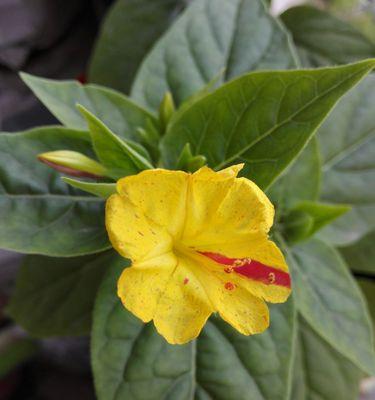 紫茉莉花语是什么意思？如何理解紫茉莉的花语含义？