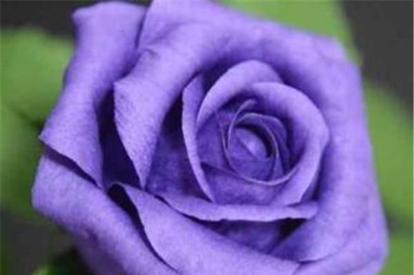 紫色玫瑰花代表什么？紫色玫瑰花的寓意是什么？