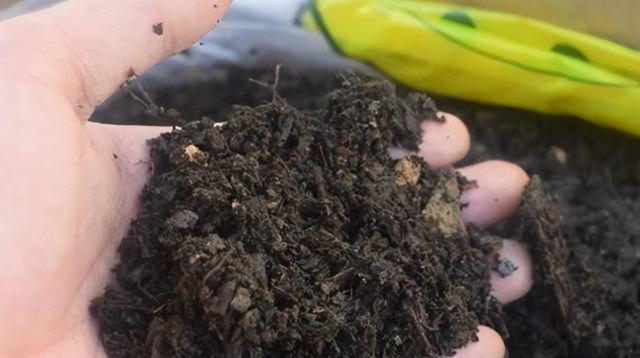 煤炭渣真的适合用来种植花卉吗？
