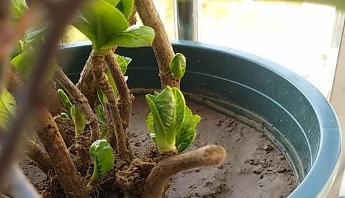 煤渣种花的正确方法是什么？使用煤渣种花有哪些注意事项？