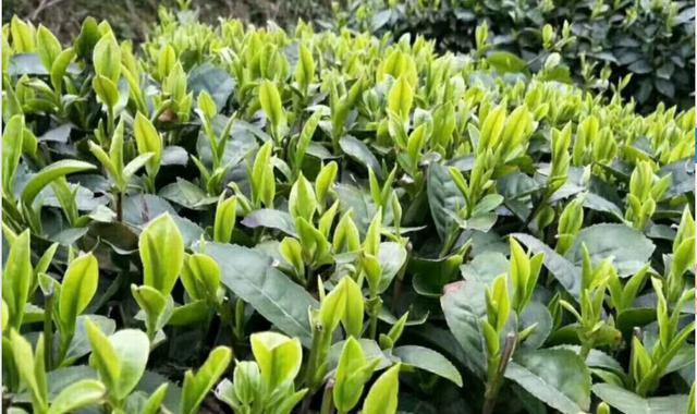 眉茶属于什么茶？了解眉茶的种类和特点