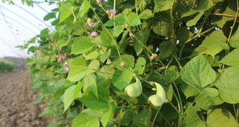 眉豆几月份种植最合适？如何确保高产？