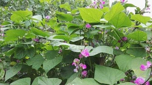 眉豆几月份种植最合适？如何确保高产？