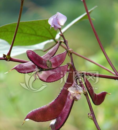 眉豆什么时候种植最好？种植眉豆的最佳月份是什么时候？