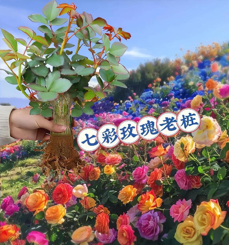 不同颜色的玫瑰花有什么不同的花语？它们分别代表什么？