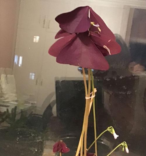 树木、植物、花草有哪些种类？如何分类和识别？