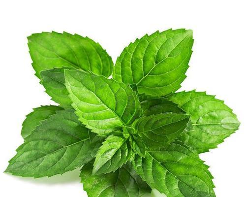 卤料绿色植物的用途有哪些？