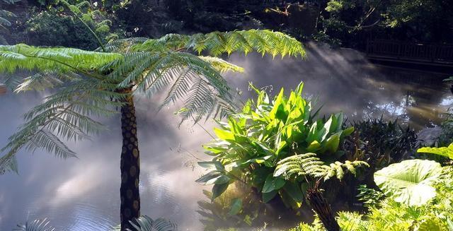 湿地雨林植物区有哪些植物？这些植物的生存环境是什么？