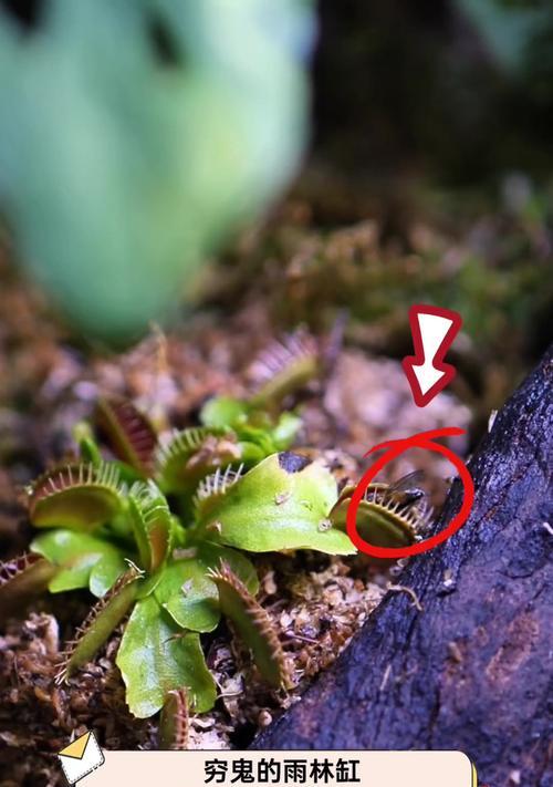 湿地雨林植物区有哪些植物？这些植物的生存环境是什么？