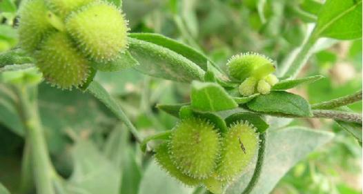 琉璃草的花语是什么？它在花语中象征着什么？