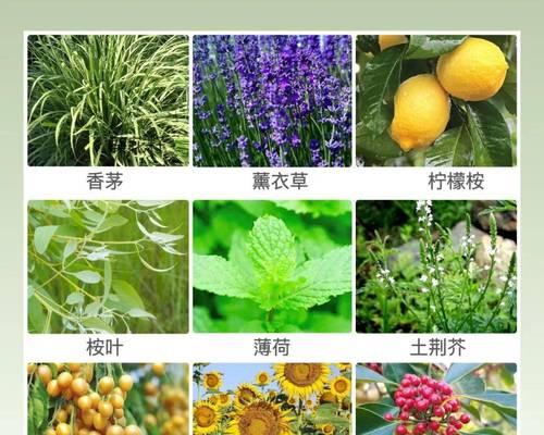 植物通常代表什么？它们的象征意义是什么？