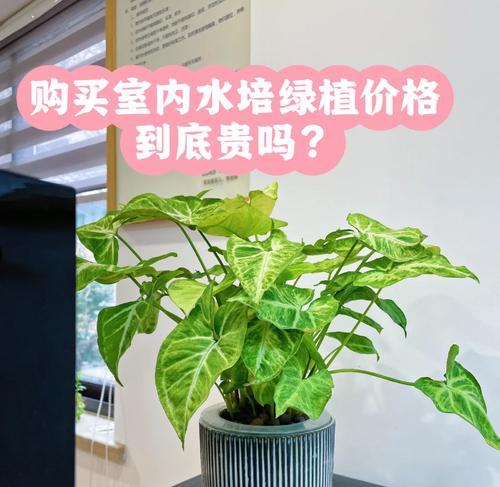 水培花卉驯化液是什么？驯化液对水培花卉有何作用？