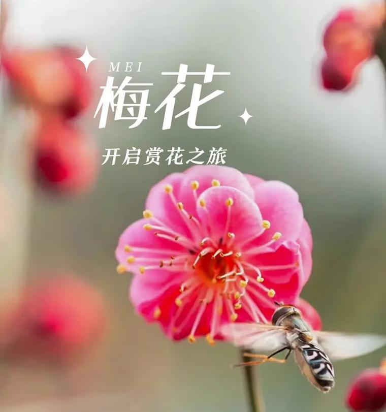 门上梅花代表什么？梅花的寓意有哪些？