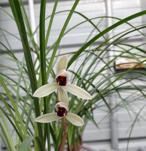 红丹顶鹤植物的养护方法是什么？