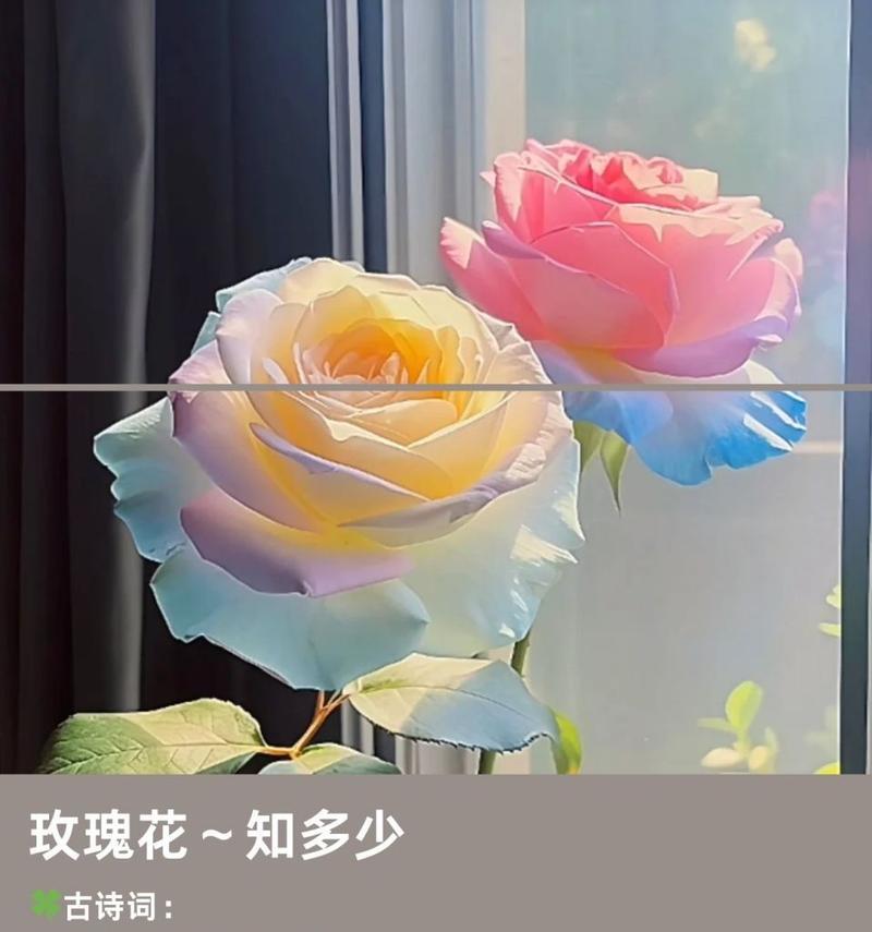 花卉雅致别称的含义是什么？
