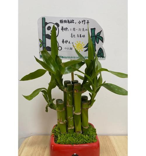 植物标签怎么做美观？如何制作吸引人的植物标签？