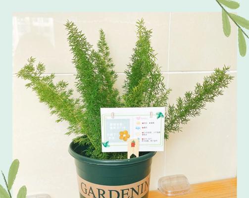 植物标签怎么做美观？如何制作吸引人的植物标签？