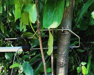 哪些植物对机械设备构成危险？如何安全处理这些植物？