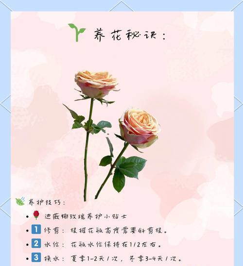 渐变色玫瑰花代表什么？渐变色玫瑰的花语是什么？