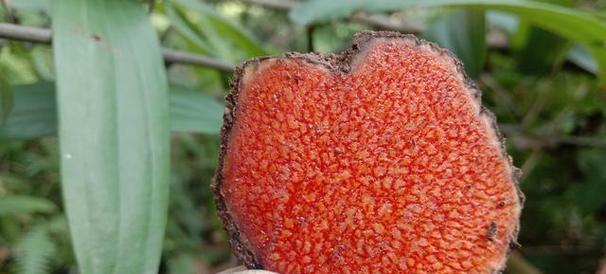 农村泡酒常用哪些植物？泡酒植物的选择标准是什么？