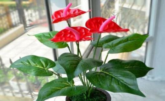 与红掌一样好养的花卉是什么？有哪些推荐？
