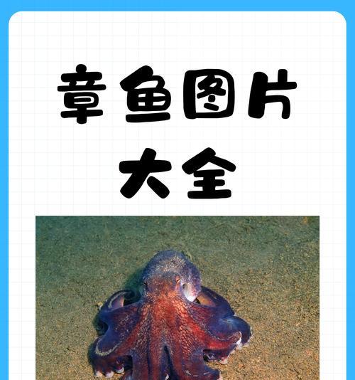巨型章鱼植物的养殖方法是什么？养殖巨型章鱼植物的要点有哪些？