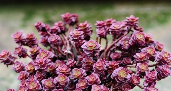 花车百合玫瑰怎么养护和浇水？正确的浇水方法是什么？