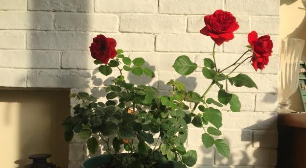 花车百合玫瑰怎么养护和浇水？正确的浇水方法是什么？