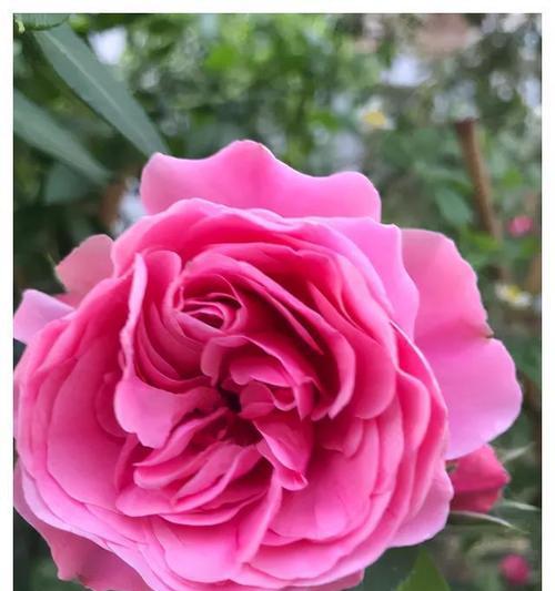 粉色藤本花卉中哪一种最美丽？