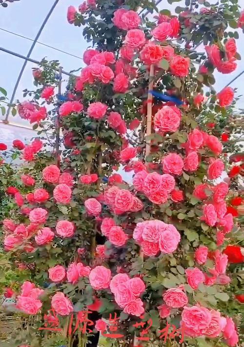 粉色藤本花卉中哪一种最美丽？