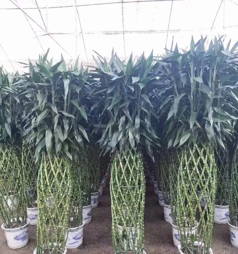 酒店开业适合送哪种植物？植物在开业典礼中扮演什么角色？