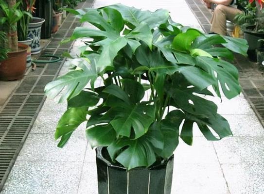 为什么有些花卉喜欢闷热环境？闷热环境对花卉有什么影响？
