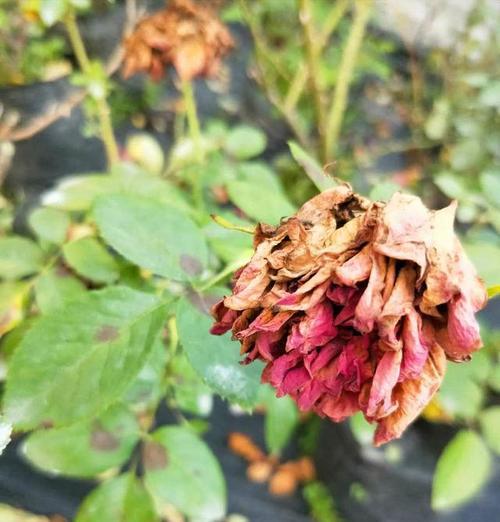 为什么有些花卉喜欢闷热环境？闷热环境对花卉有什么影响？