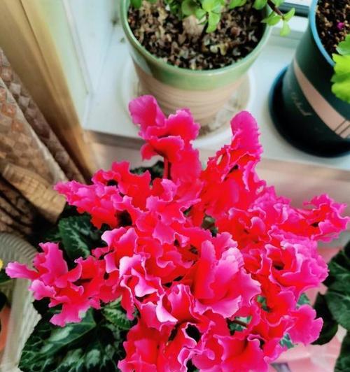 为什么有些花卉喜欢闷热环境？闷热环境对花卉有什么影响？