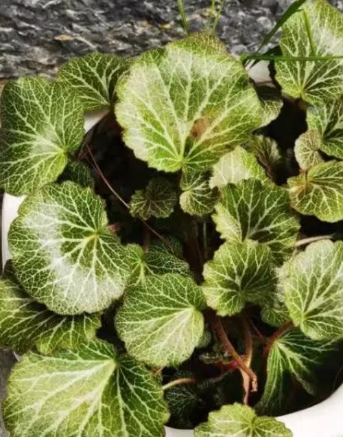 植物叶子有哪些功能？它们对植物有何重要性？