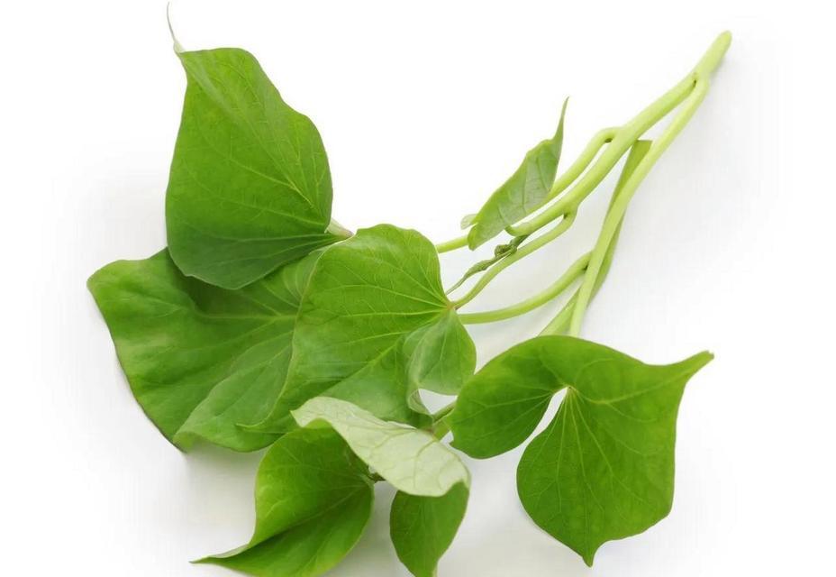 植物叶子有哪些功能？它们对植物有何重要性？