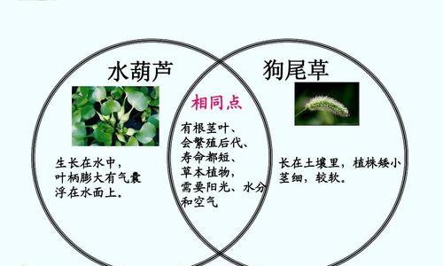 植物叶子有哪些功能？它们对植物有何重要性？