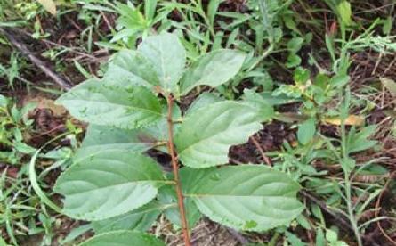 哪些植物是没有毒的？如何辨别植物是否有毒？