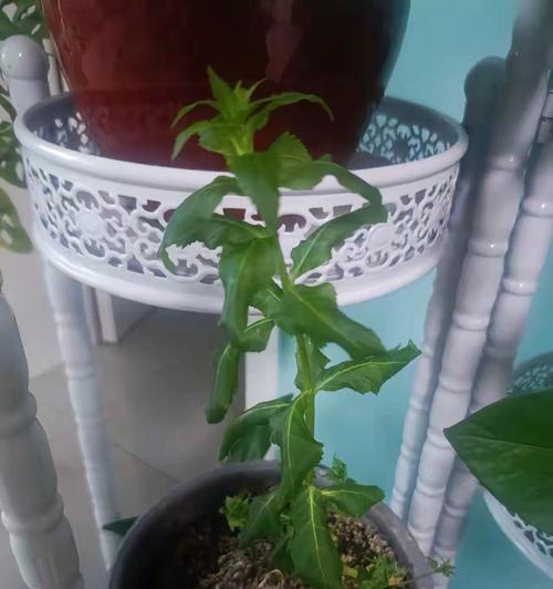 哪些植物是没有毒的？如何辨别植物是否有毒？