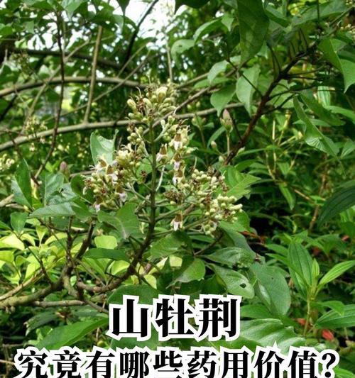 哪些植物是没有毒的？如何辨别植物是否有毒？