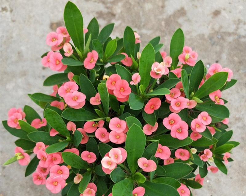 阿里特色植物包括哪些？它们有什么独特之处？