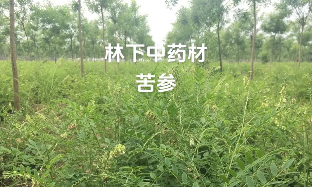 除去植物的药剂有哪些？这些药剂对环境和人体健康有何影响？